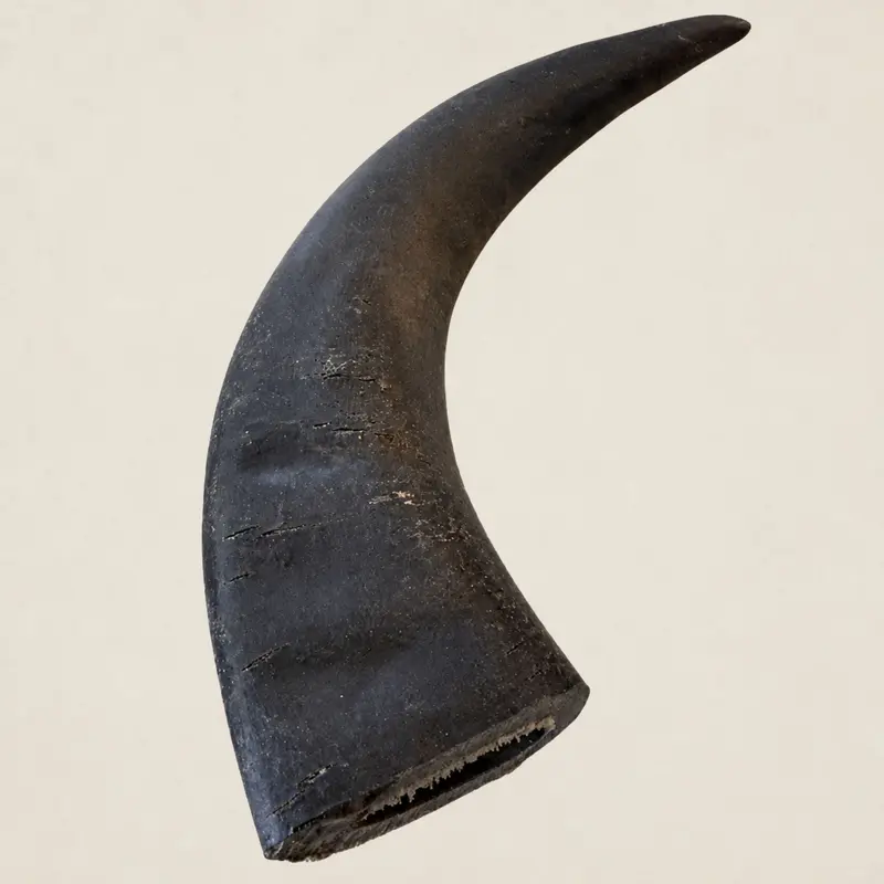 Buffelhoorn M (150-225 gram)