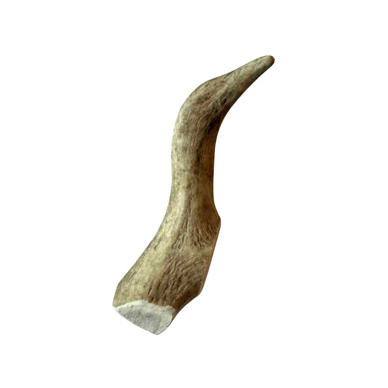 Rendiergewei L